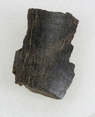 T-Rex Tooth Fragment - Montana #30514